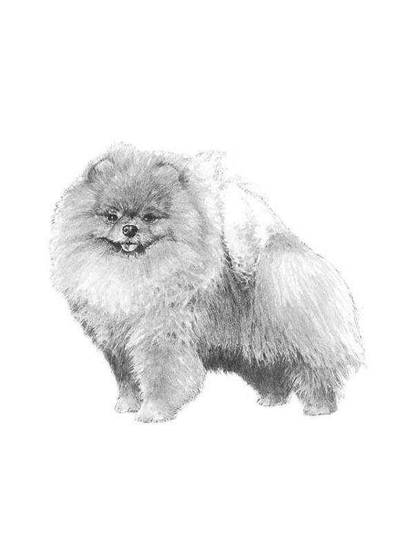 Lost Pomeranian in California