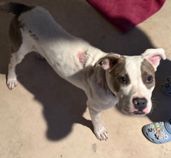 Found Mutt in San Antonio, Texas