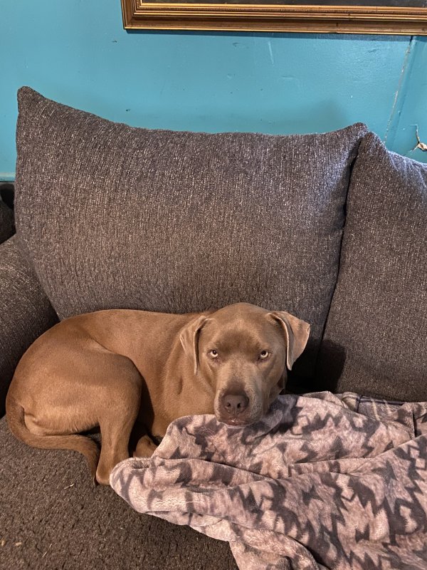 Found Pit Bull in Tennessee