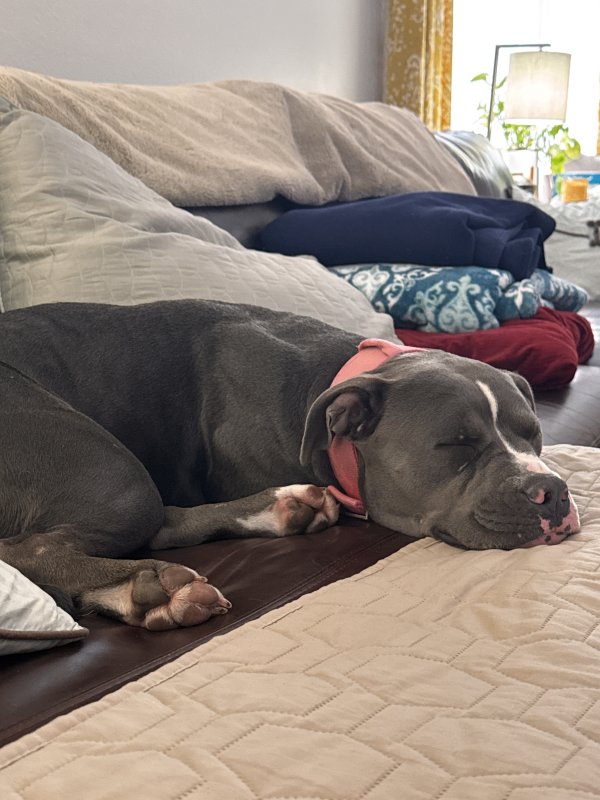 Found Pit Bull in Texas