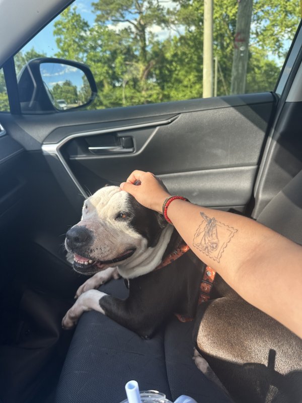 Found Pit Bull in Georgia