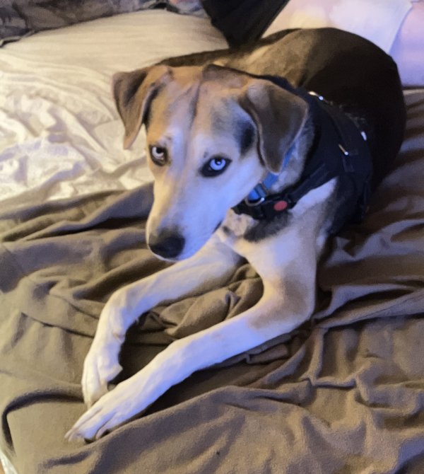 Found Dog in North Charleston, SC