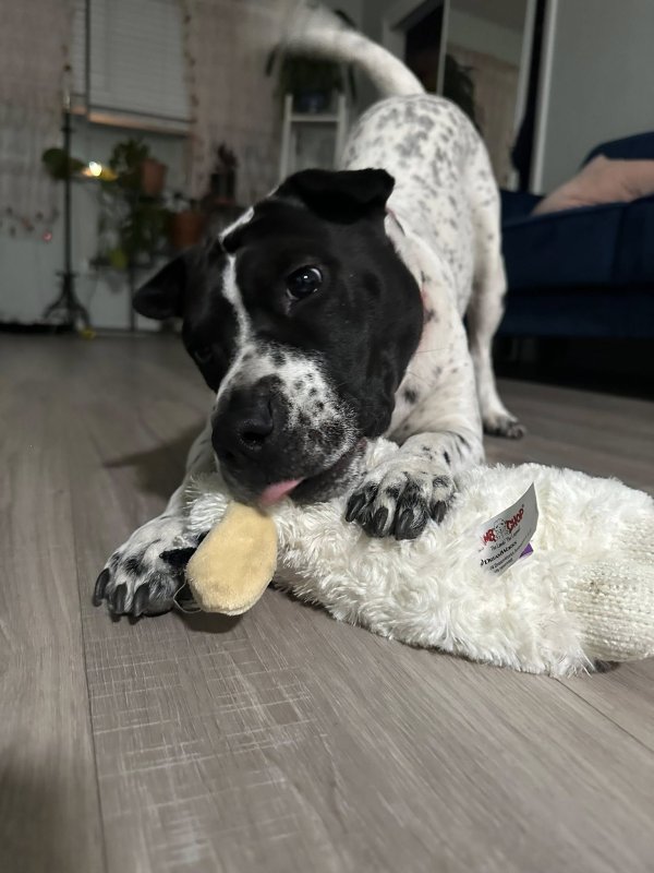 Lost Australian Cattle Dog in Colorado