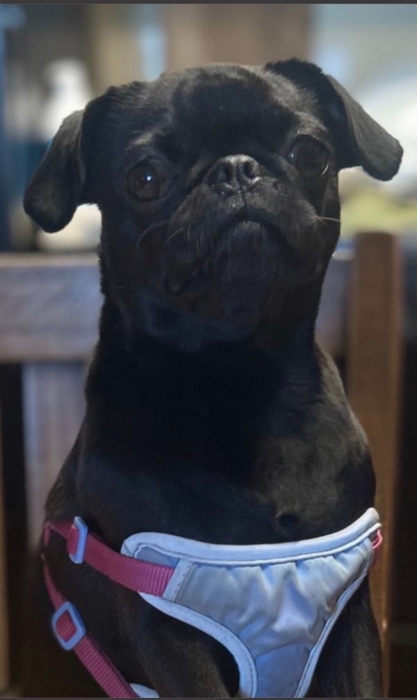 Lost Pug in California