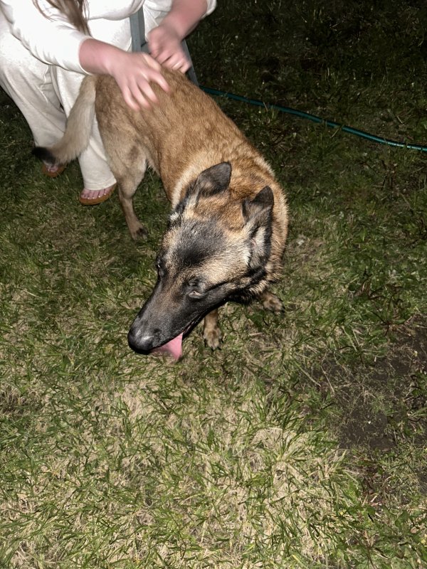 Found Belgian Malinois 