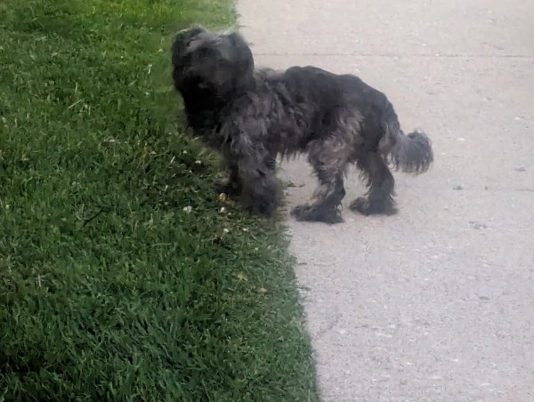 Found Mutt 