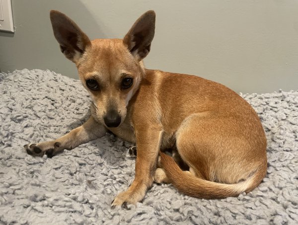 Found Chihuahua 