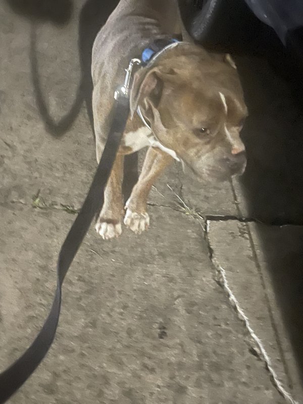 Found Pit Bull 