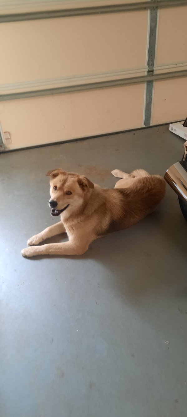 Found Akita 