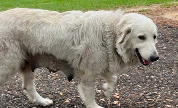 Found Great Pyrenees 