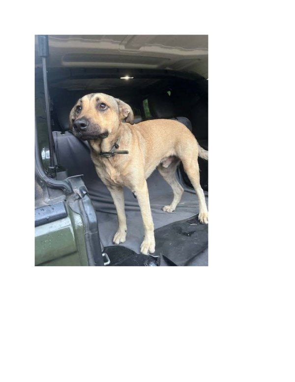 Found Mutt 