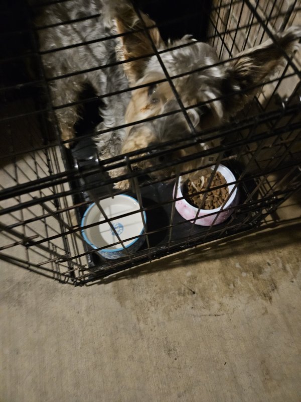 Found Miniature Schnauzer in BAKERSFIELD, California
