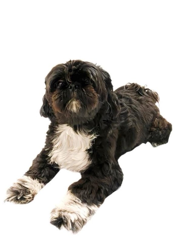 Lost Shih Tzu in Texas