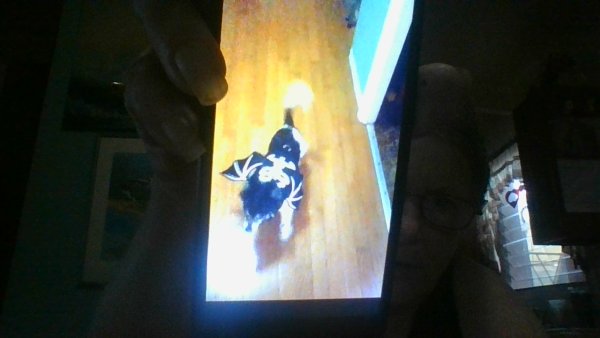 Lost Chihuahua in Tampa, FL