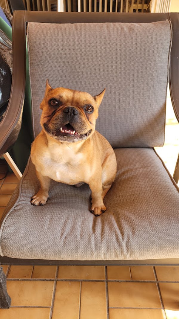 Found French Bulldog in HOMESTEAD, Florida