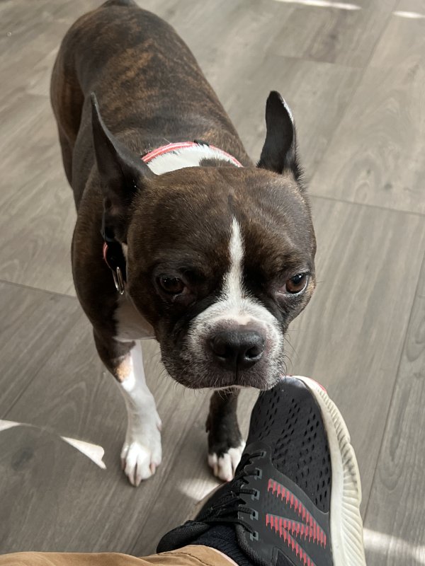 Lost Boston Terrier in Tennessee