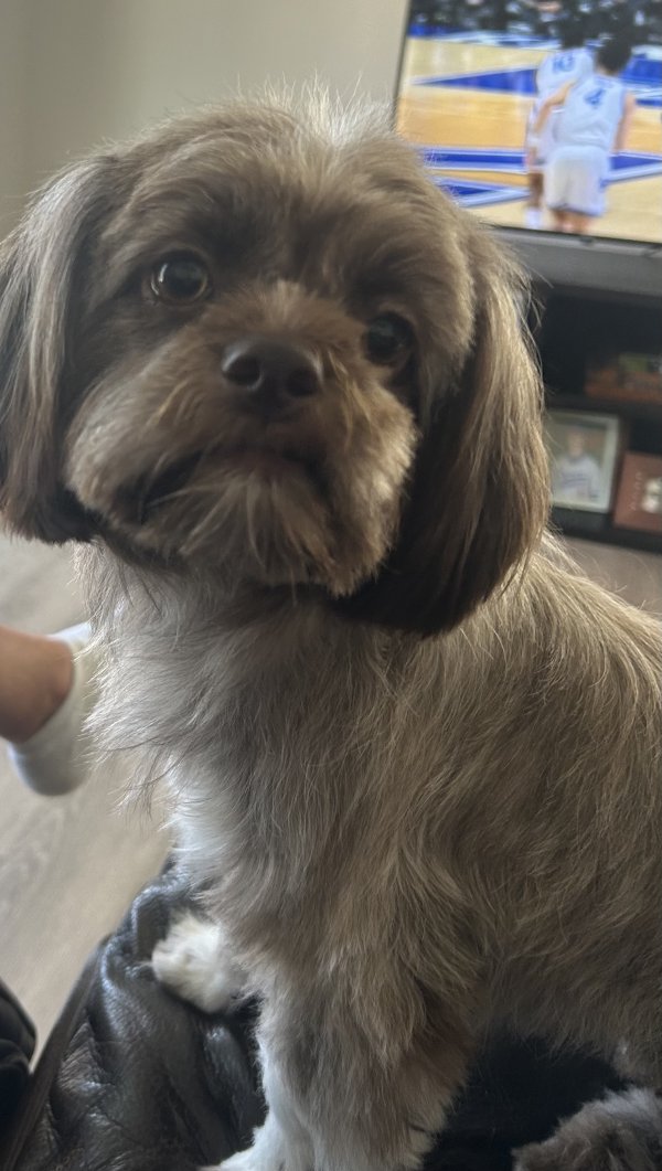 Lost Shih Tzu in Texas