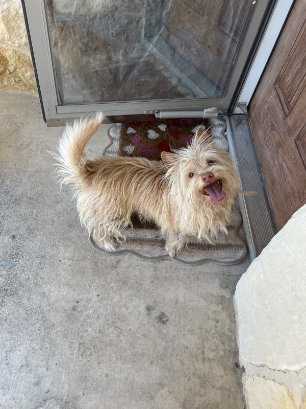 Found Cairn Terrier 
