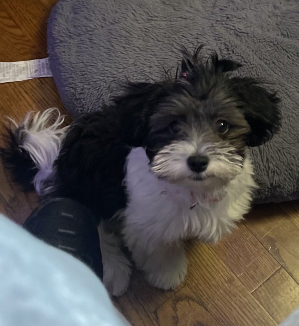 Lost Shih Tzu in Colorado