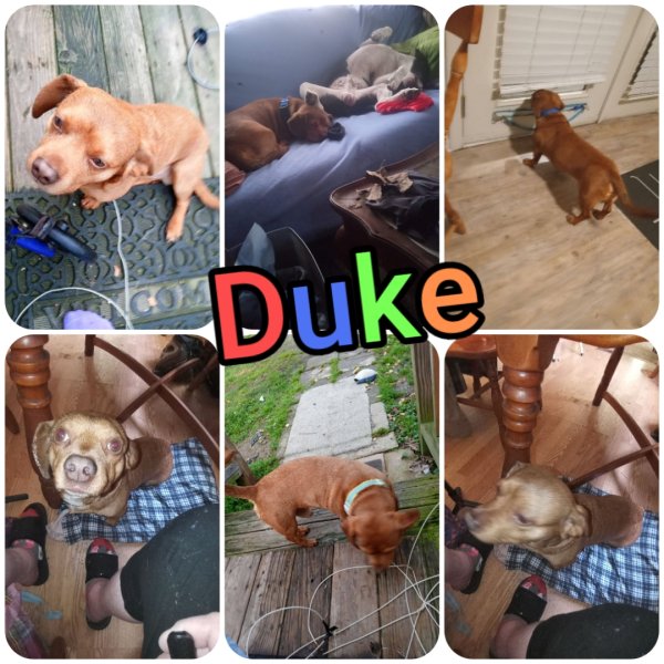 Lost Dachshund in Kentucky