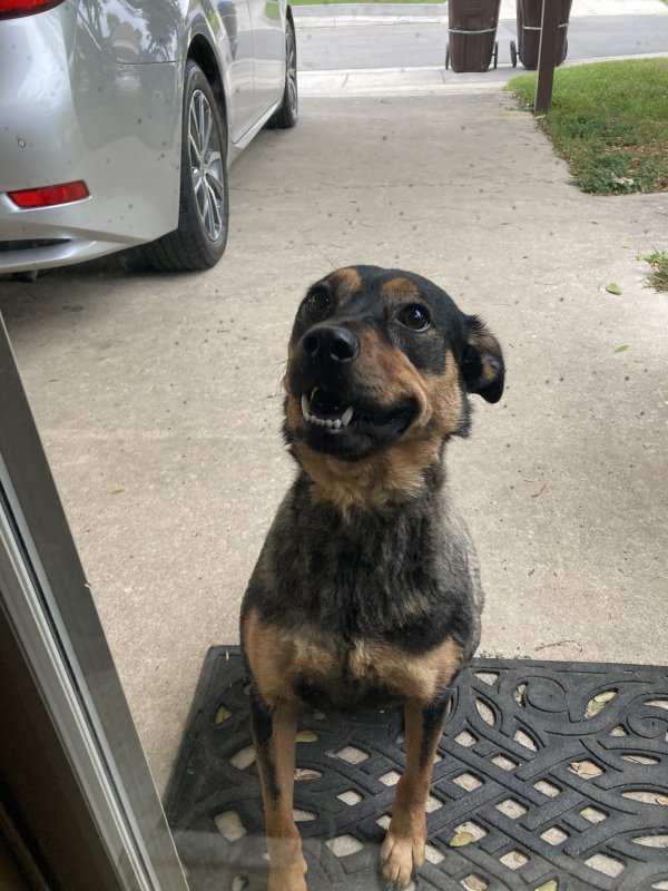 Found German Shepherd Dog in Texas