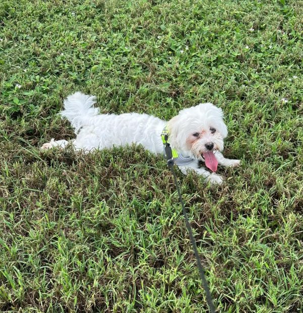 Lost Maltese in Florida
