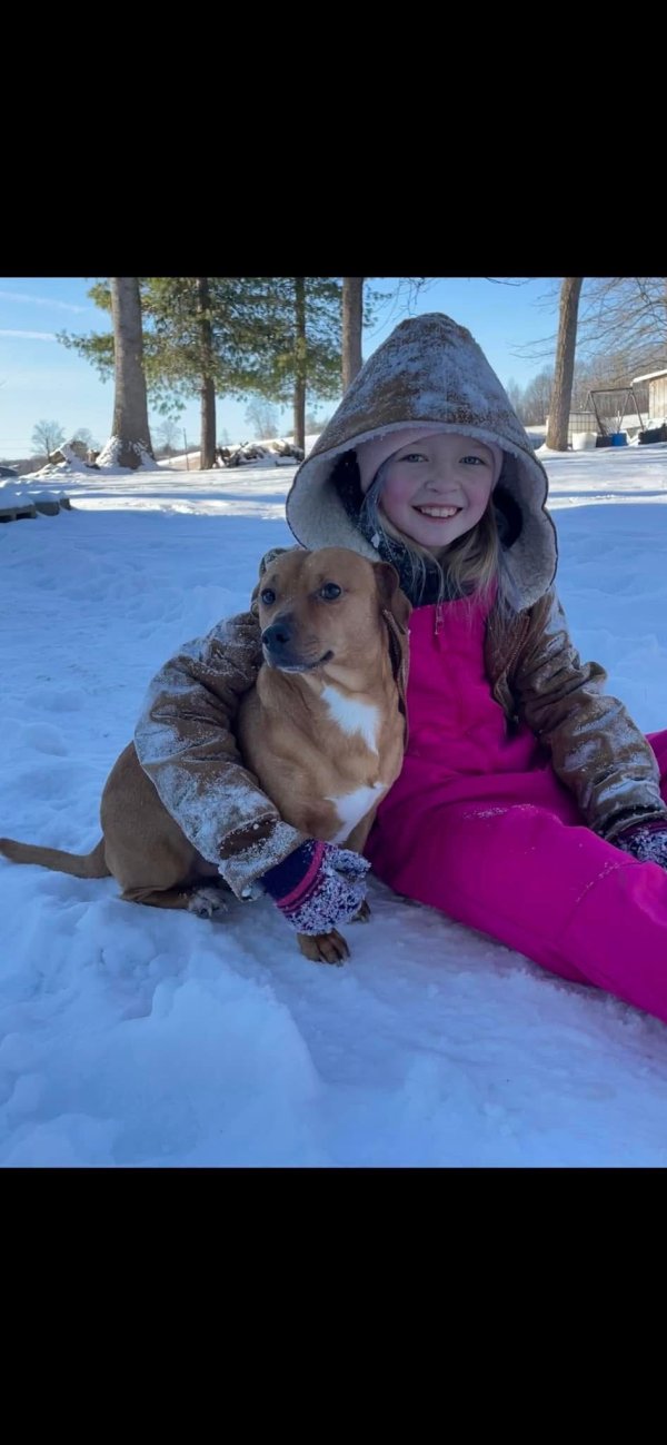 Lost Dachshund in Kentucky