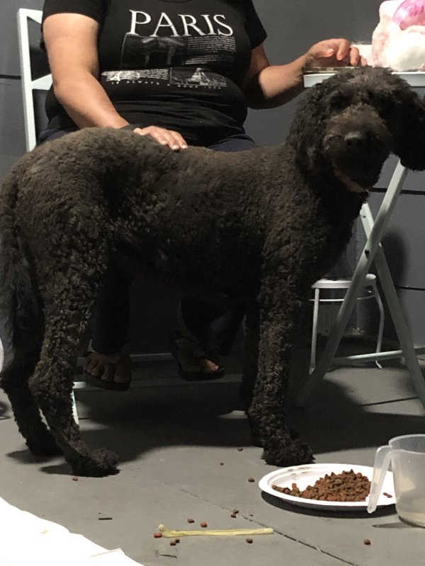Found Poodle in California