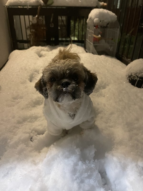 Lost Shih Tzu in Colorado