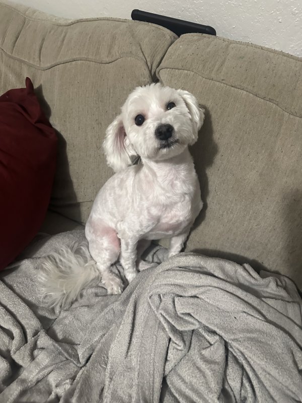 Lost Maltese in Texas