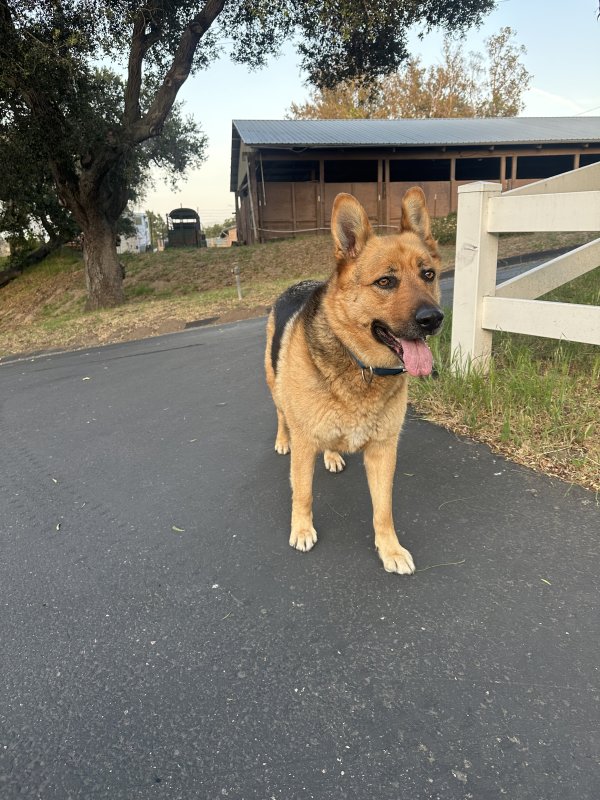 Found German Shepherd Dog in California