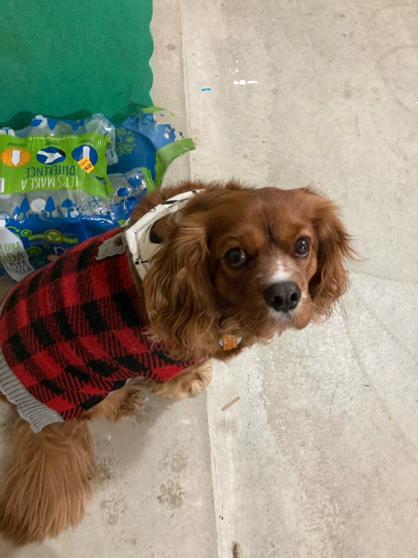 Lost Cavalier King Charles Spaniel in North Carolina
