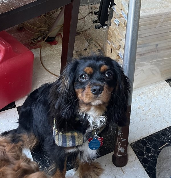 Lost Cavalier King Charles Spaniel in North Carolina