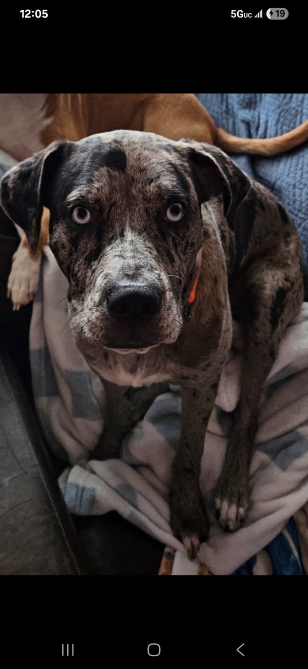 Lost Catahoula Leopard 