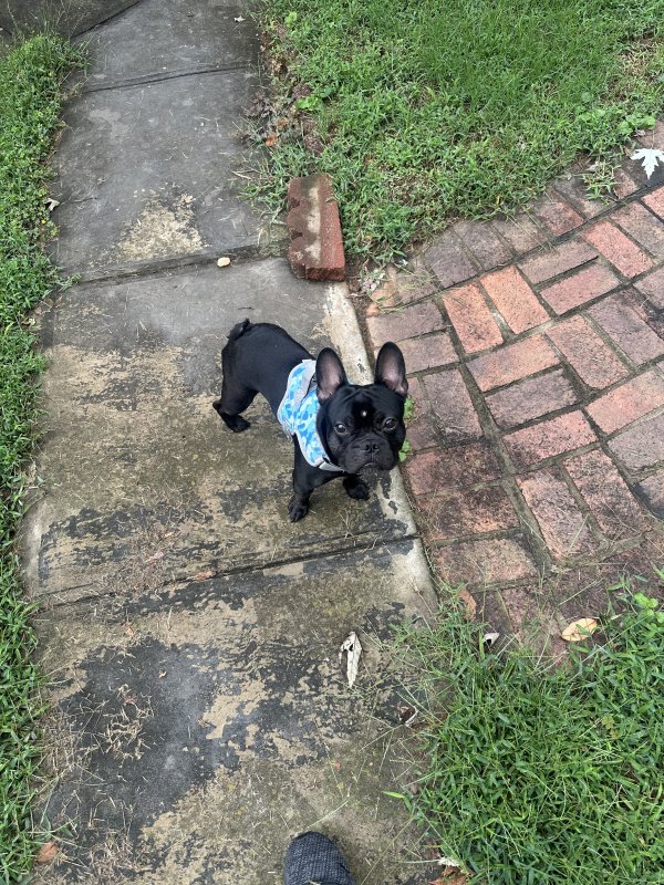 Lost French Bulldog in North Carolina