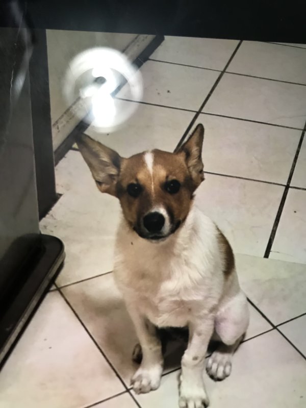 Found Rat Terrier in Michigan