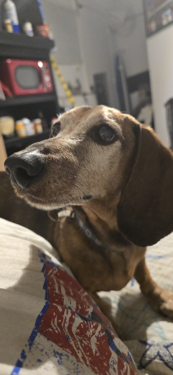 Found Dachshund in Florida