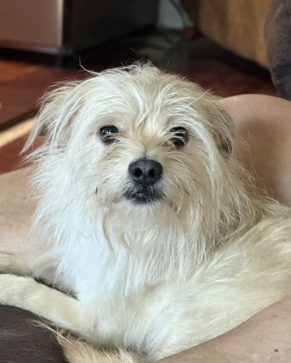 Found West Highland White Terrier in Clearwater, Florida
