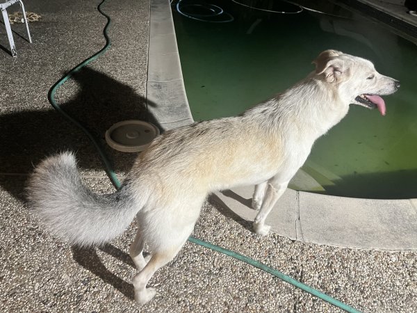Found Belgian Malinois in Houston, Texas
