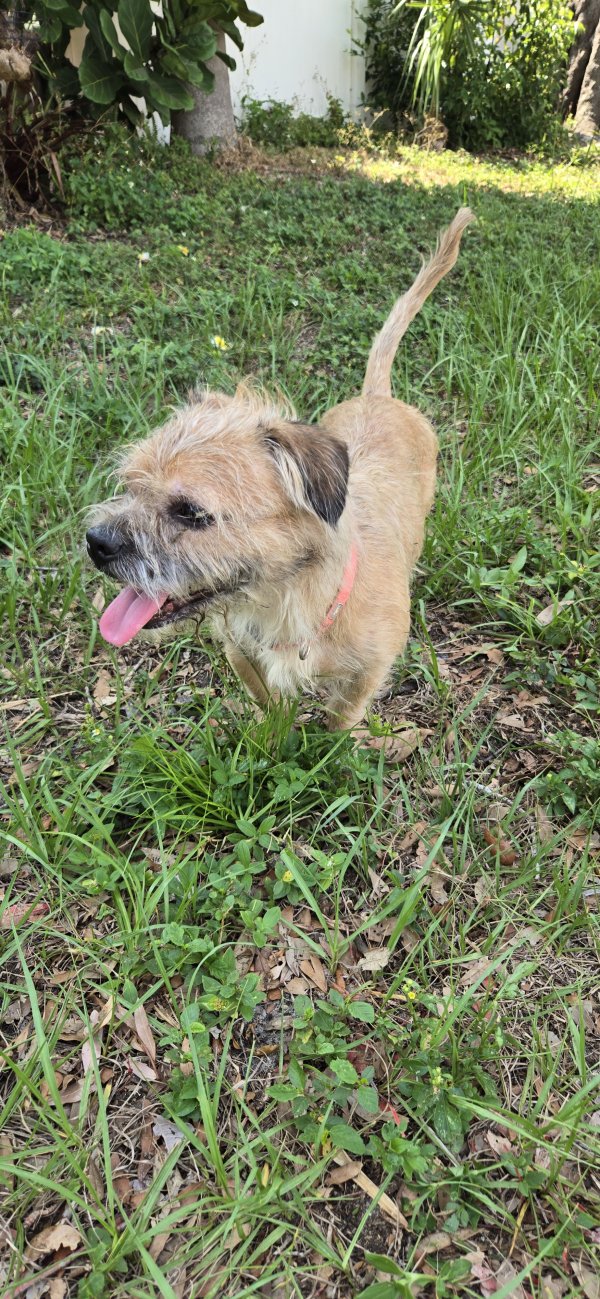 Found Mutt in Clearwater, Florida