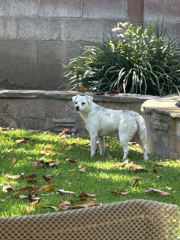 Found Mutt in California