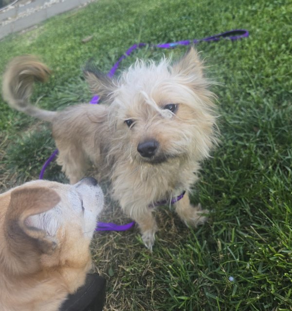 Found Yorkshire Terrier in California