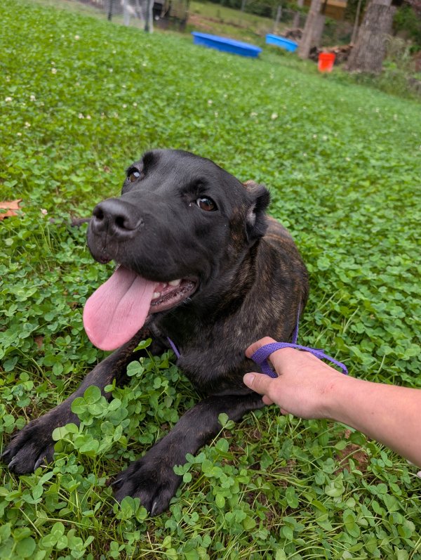 Found Dog in Marietta, GA