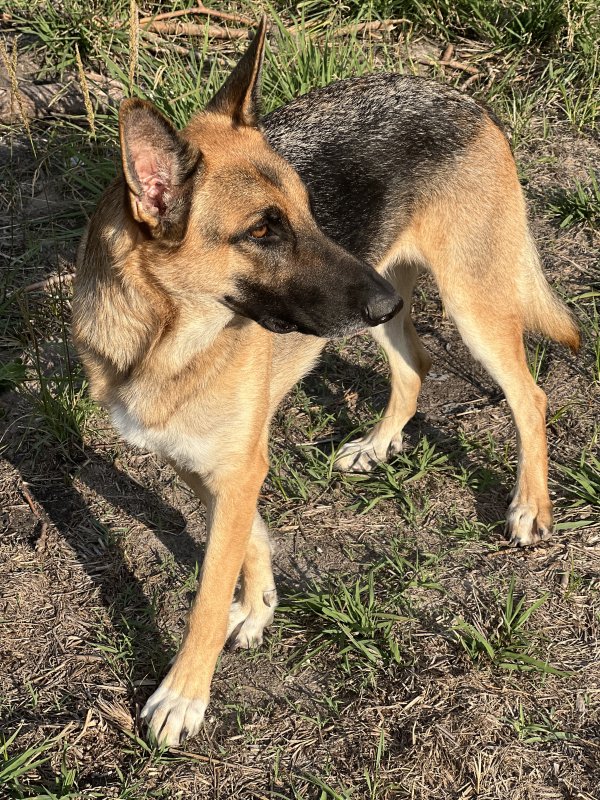 Safe Belgian Sheepdog in Quinlan, TX
