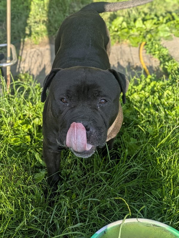 Found American Staffordshire Terrier in Indiana
