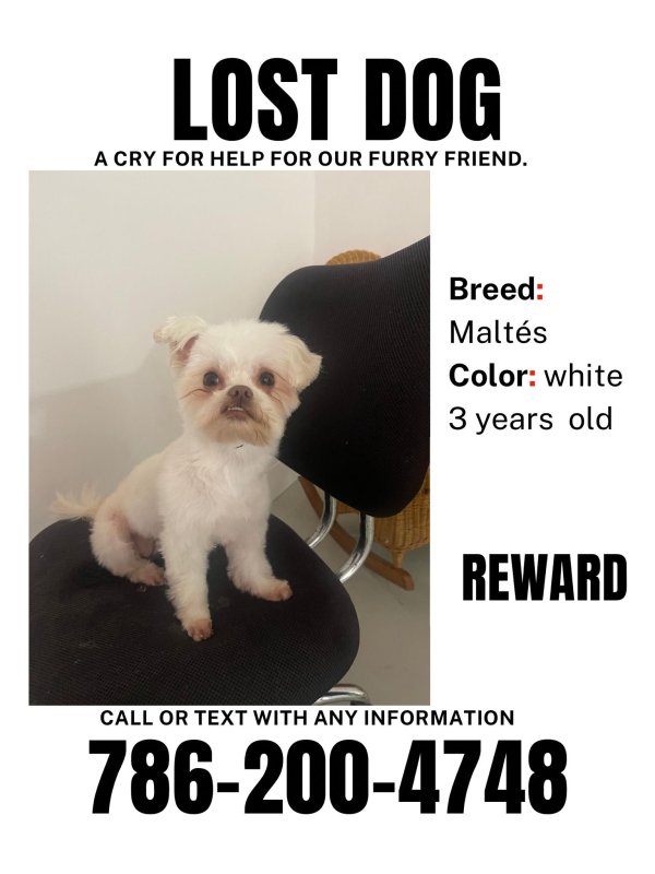 Lost Maltese in Miami, Florida