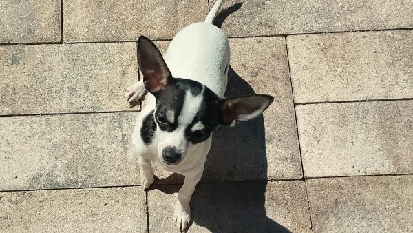 Lost Chihuahua in Orlando, Florida