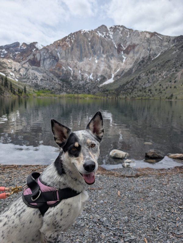 Reunited Lost Australian Cattle Dog in Vista, CA