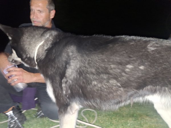 Found Siberian Husky 