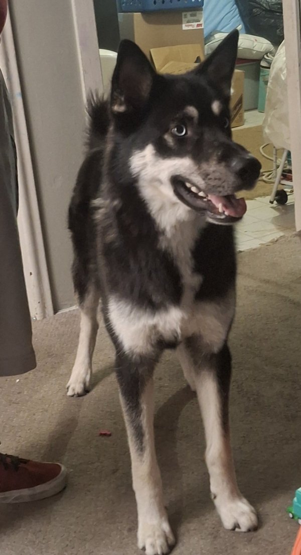 Found Siberian Husky 